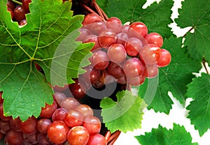 Vino uva 