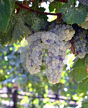 Wine grapes.