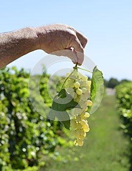 Wine grapes.