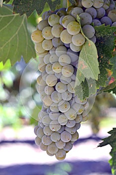 Wine grapes.