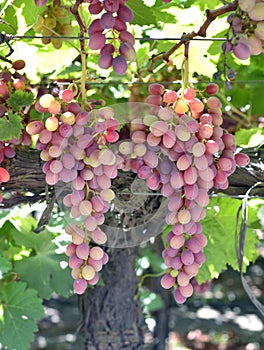 Wine grapes.