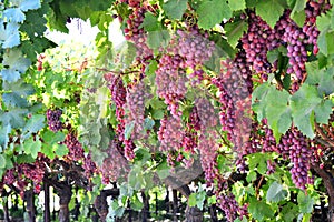 Wine grapes.