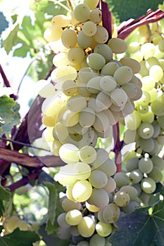 Wine grapes.