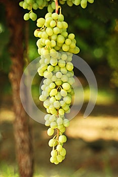 Wine grapes.