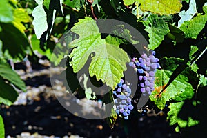 Wine grapes