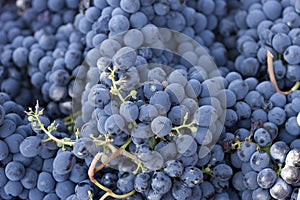 Wine grapes