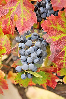 Wine grapes