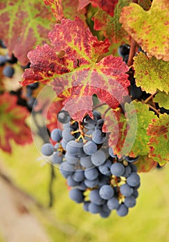 Wine grapes photo