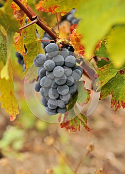 Wine grapes photo