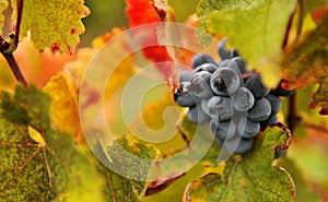 Wine grapes photo