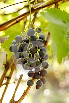 Wine grapes on a background of green leaves