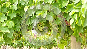 Wine Grapes Barossa valley