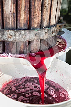 Wine grapes being crushed in basket press in Chianti area, Tuscany, Italy