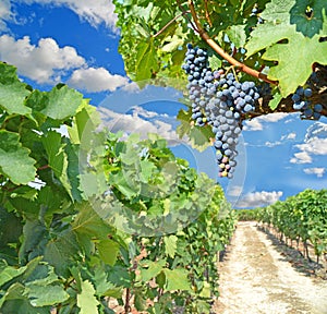 Wine grapes black