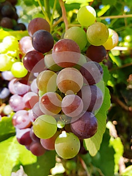 Wine grapes on branch in sunlight. Grape closeup on a sunny day.