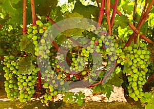 Wine Grapes, Central Coast California