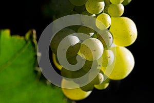 WIne grapes close-up