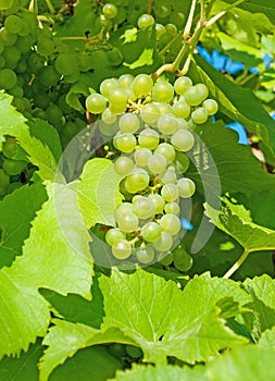 wine grapes in close up
