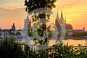 Wine grapes and Cologne Dome at Sunset