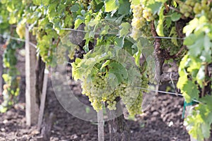 Wine grapes on cordon at wine yard before harvest