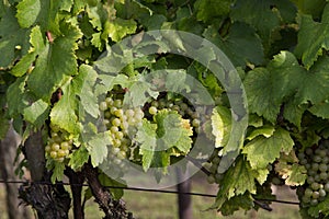 Wine grapes on cordon at wine yard before harvest