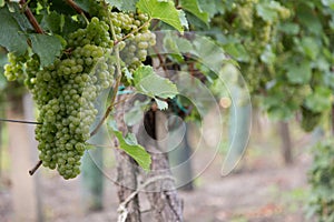 Wine grapes on cordon at wine yard before harvest