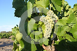 Wine grapes corps growing in a vineyard in Swan Valley Western Australia