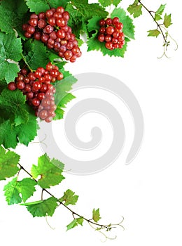 Vino uvas decoraciones 