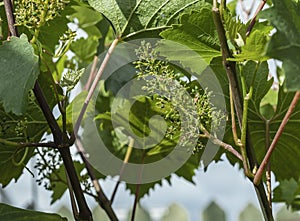 Wine grapes forming after polination