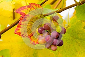 Wine Grapes on Grapevine Closeup