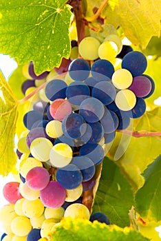 Wine grapes in Greek islands