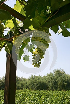 Wine grapes growing