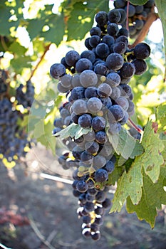 Wine grapes growing in Napa Valley California