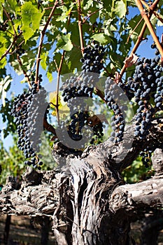 Wine grapes growing in Napa Valley California