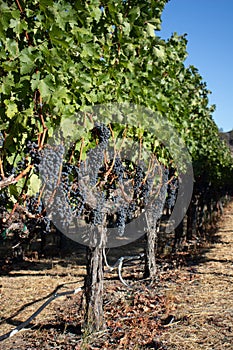 Wine grapes growing in Napa Valley California