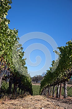 Wine grapes growing in Napa Valley California