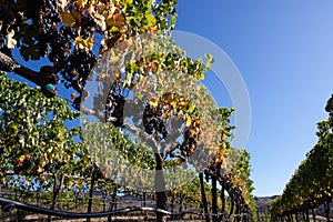 Wine grapes growing in Napa Valley California photo