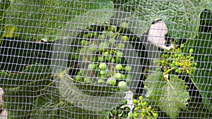 Wine grapes growing in a net