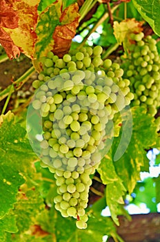 Wine Grapes Growing on the Vine in California