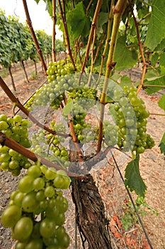 Wine grapes growing on a vine in field