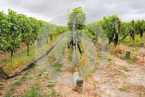 Wine grapes growing in a Vineyard