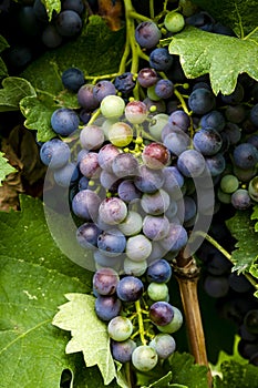 Wine grapes hanging in vineyard