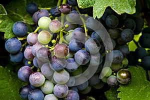 Wine grapes hanging in vineyard