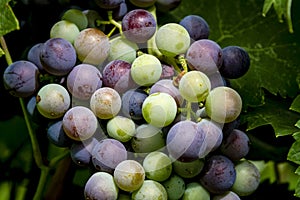 Wine grapes hanging in vineyard