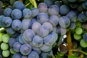 Wine grapes hanging in vineyard