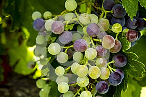 Wine grapes hanging in vineyard