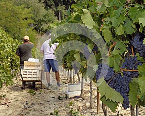 Wine grapes harvest