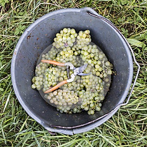 Wine grapes harvest