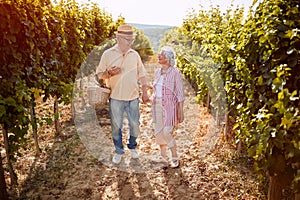 Wine and grapes. Harvesting grapes. Happy senior couple with grape basket