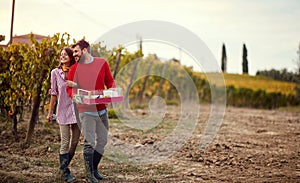 Wine and grapes. Harvesting grapes. Smiling man and woman harvesting grapes